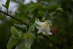 Passiflora subpeltata